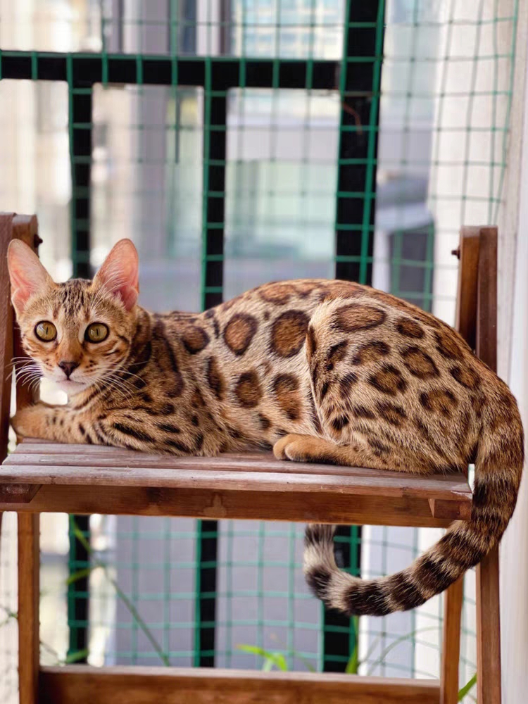 猫舍直销,批发价出售,孟加拉豹猫
